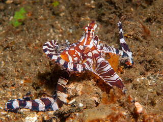 Wunderpus octopus displaying striking patterns on sandy Lembeh seafloor