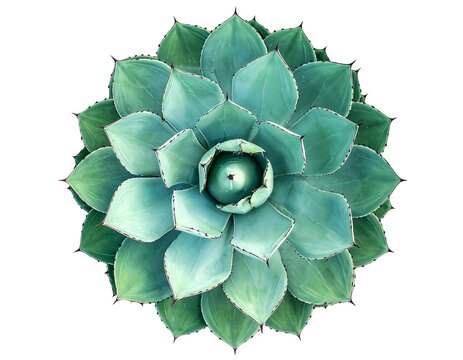 Top-down view of a vibrant succulent with layered teal-green leaves