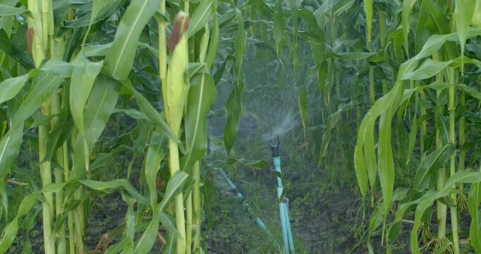 Sprinkler operating between tall corn rows, showing limited spray distance as the plants reach full height.
