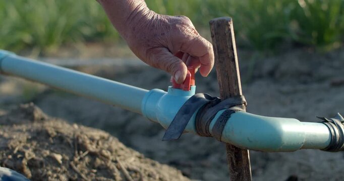 Hand opening a garden valve to activate the drip irrigation system for the field.