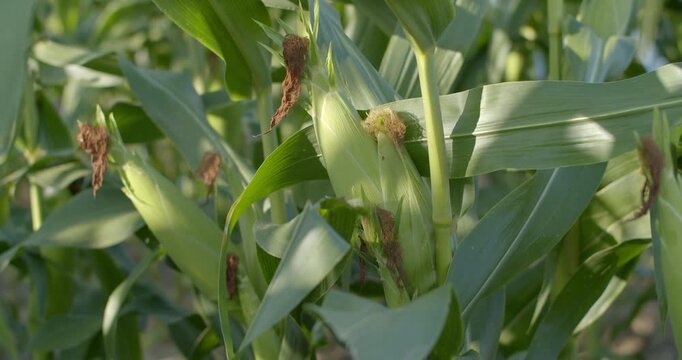 Close-up of corn cobs showing abnormal secondary growth caused by environmental or genetic factors.Detailed view of corn cobs with irregular growth patterns, showing deformities during development.
