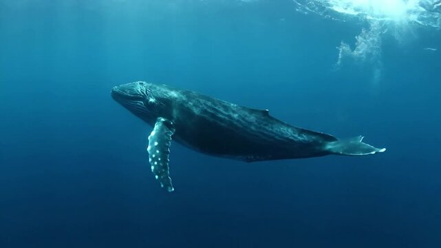 Awe inspiring wide shot of a magnificent humpback whale gracefully navigating the vast, deep blue ocean, showcasing its immense scale and natural habitat.