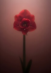 Obraz premium Crimson Amaryllis Bloom a Symbol of Pride and Radiance Elegant Floral Portrait with Soft Focus Background for Artistic Expression and Decorative Purposes