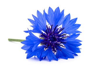 Vivid blue wildflower with a spiky center lying on white