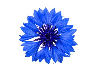 Vivid close-up captures a bright blue flower's delicate petals