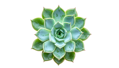Overhead view of a symmetrical, green succulent plant against a stark black backdrop