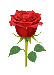 Red rose on a white background. Vector illustration.