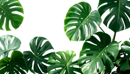 Lush green monstera leaves against a black background, perfect for a botanical design