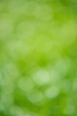 Defocus light background vertical photo blurred greenery.