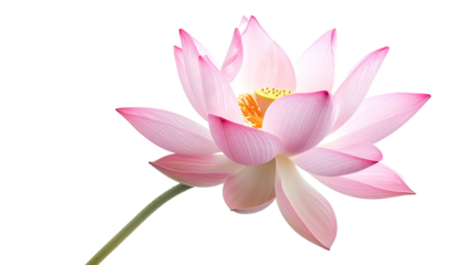 A delicate pink lotus flower in full bloom, isolated against a black background