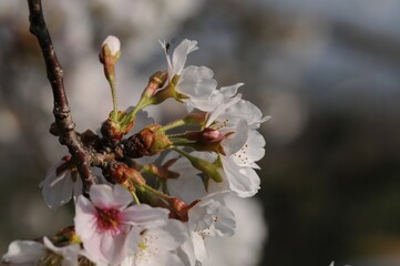 Pale pink and white cherry blossoms of Prunus yedoensis blooming densely in early spring before leaf emergence. Photographed in Korea.
