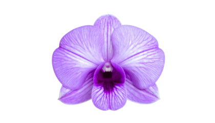 Close-up of a vibrant purple orchid blossom against a black background