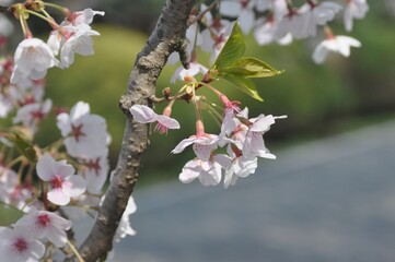 Prunus yedoensis pale pink spring cherry blossoms