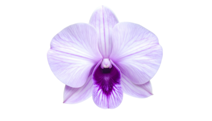 Isolated close-up of a delicate, lavender and purple orchid bloom, black background