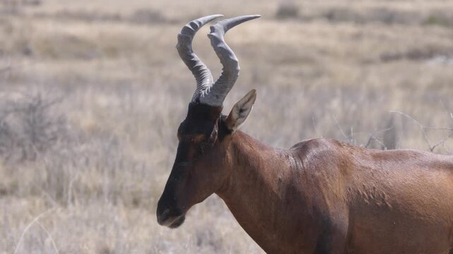 Close up from a Red Hartebeest in Etosha National Park Namibia