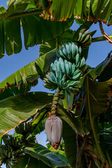 Growing Bunch of Blue Java Bananas on Tree