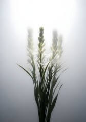 Fototapeta premium Elegant White Tuberose Flowers in Soft Focus a Study in Floral Beauty and Delicate Detail Presenting the Fragrant Blooms with Lush Green Leaves Against a Dreamy Background