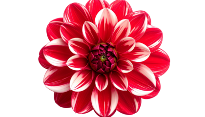 Vivid, detailed overhead view of a red and white dahlia flower against a stark black backdrop