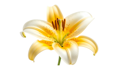 Isolated close-up of a blooming lily, featuring creamy petals with orange accents
