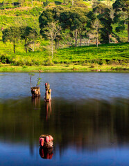 Peaceful Lake View with Lush Green Tea Plantations