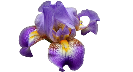 Close up of a single purple iris flower with yellow and white markings