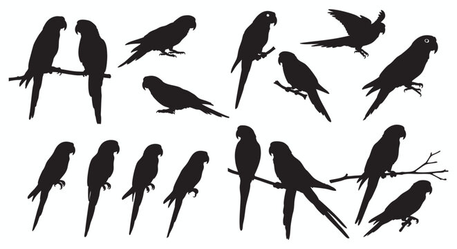 Captivating concept Diverse tropical parrot and parakeet bird silhouettes, an artistic vector collection showcasing various dynamic poses, including flight, perching, and standing for versatile wildli