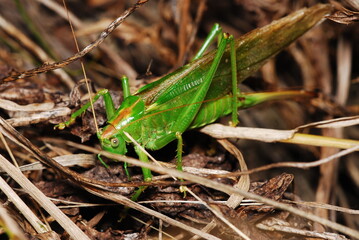 Grasshopper on the grass,  Tettigonia viridissima