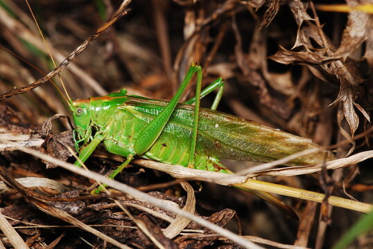 Grasshopper on the grass,  Tettigonia viridissima