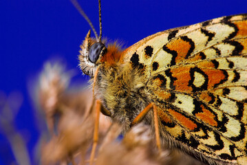 Close-up of a butterfly on a dry leaf, Melitaea athalia