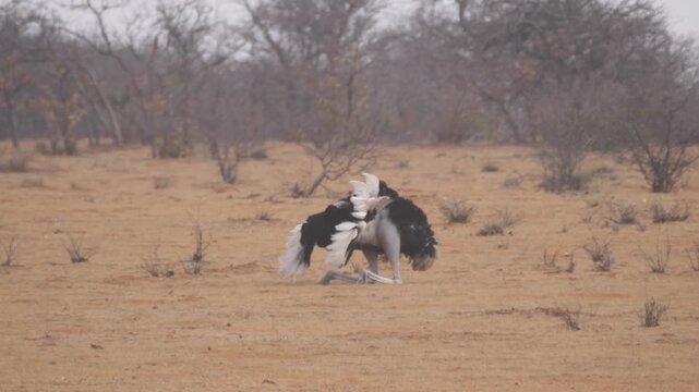 Courtship display performed by male Ostrich to attract a female at Etosha National Park in Namibia