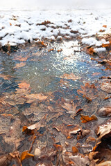 autumnal frosty fallen foliage texture, seasonal nature background. late autumn and early winter time. cold weather. Fallen dry oak leaves in ice of a frozen woodland puddle. soft focus