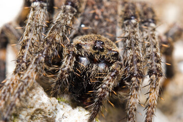 Close up of a spider, Araneus diadematus