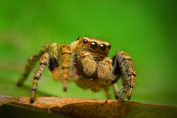 Spider on a green leaf in the forest, Evarcha falcata species