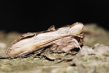 Moth on a tree, emerged from the puppa 