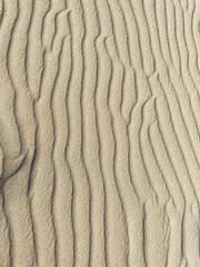 砂漠（砂丘）の風紋