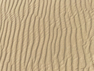 砂漠（砂丘）の風紋