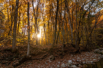 Fototapeta premium Autumn forest sunlight, golden leaves on trees with sun rays piercing through, tranquil nature scene