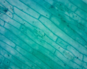 Microscopic observation of wheat lower epidermal sections
