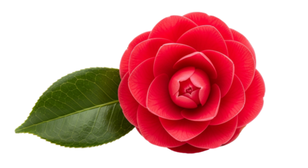 Vibrant red camellia flower with green leaf on black background