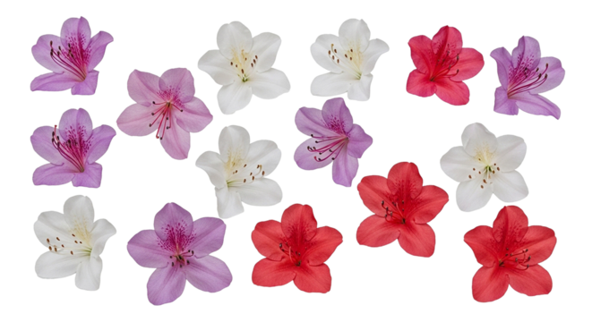 Collection of colorful azalea flower blossoms on a black background