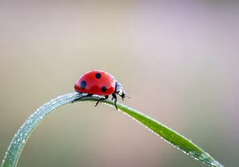 Macro shot of a vibrant ladybug on a dewkissed blade of grass natures intricate beauty in a close up view of wildlife and flora showcasing the delicate balance of ecosystems