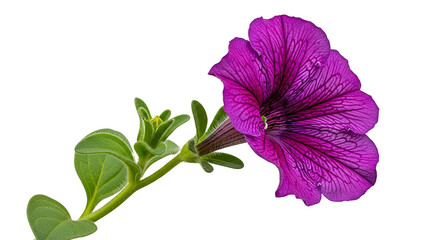 Vibrant purple petunia flower with green leaves against a black background