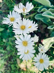 白い小花のクローズアップと緑の美しい