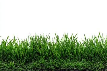Fototapeta premium Vibrant Green Grass Against a Clean White Backdrop