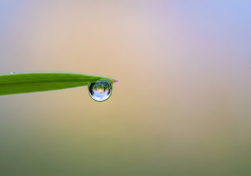 Delicate water drop hanging from a vibrant green blade of grass macro photography of natures beauty capturing reflections and light perfect for serene and mindful visuals
