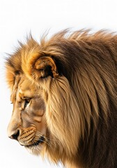 Fototapeta premium Male lion portrait with mane and face isolated on white background