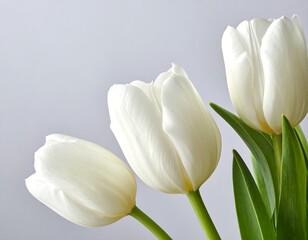 Three pristine white tulips, vibrant against a soft gray backdrop