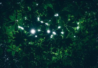 Sunlight Filtering Through Lush Green Leaves Creating a Starburst Effect Natures Embrace in a Tranquil Forest Canopy Rich Greenery and Dappled Light Evoking Serenity and Natural Beauty