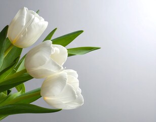 Three pristine white tulips with green leaves on a light gray gradient