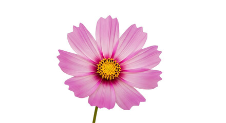 Delicate pink cosmos flower with yellow center on black background